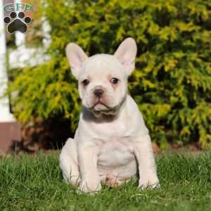 Lyndon, French Bulldog Puppy