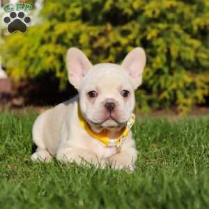 Lyndon, French Bulldog Puppy