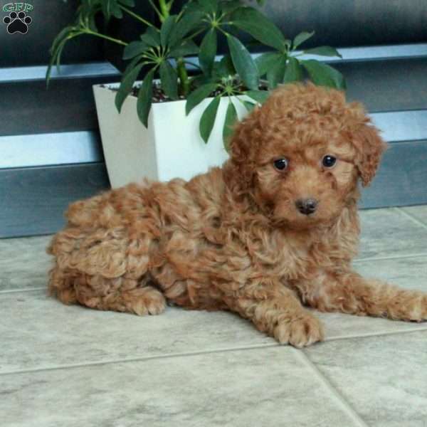 Mabel, Miniature Poodle Puppy