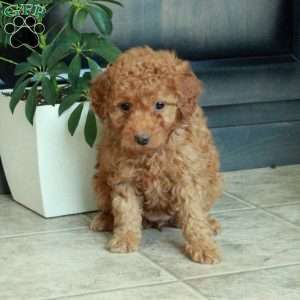 Mabel, Miniature Poodle Puppy