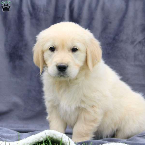 Madison, English Cream Golden Retriever Puppy