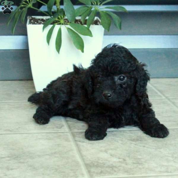 Maeve, Miniature Poodle Puppy