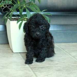 Maeve, Miniature Poodle Puppy