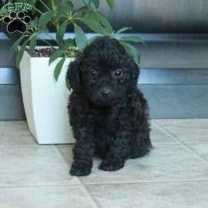 Maeve, Miniature Poodle Puppy