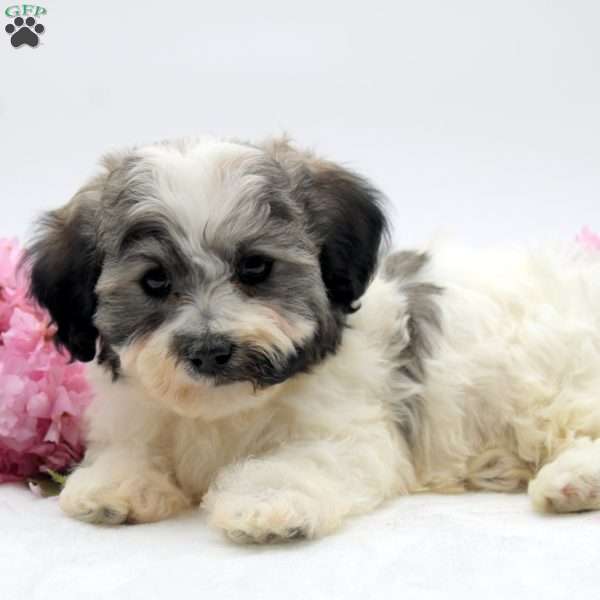Makiah, Havachon Puppy