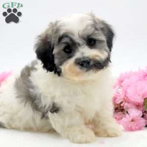 Makiah, Havachon Puppy