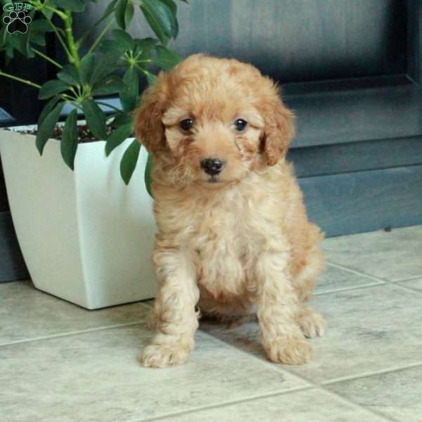 Mallory, Miniature Poodle Puppy