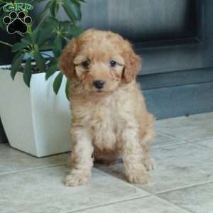 Mallory, Miniature Poodle Puppy