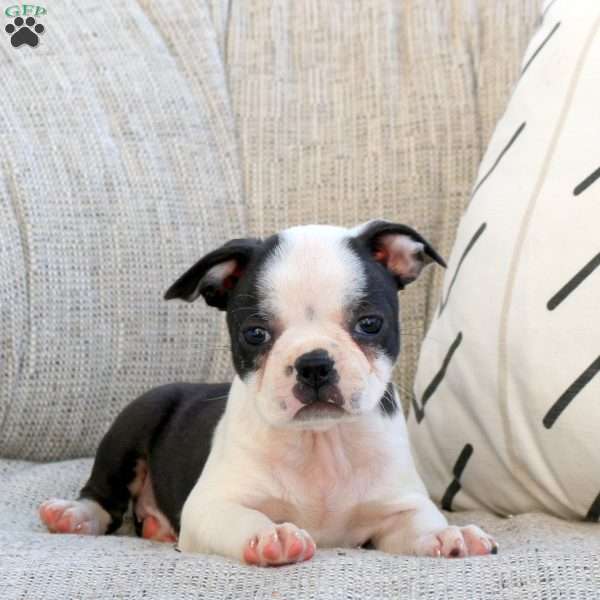 Mandy, Boston Terrier Puppy