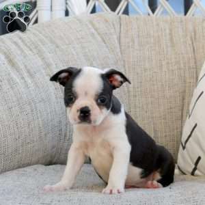 Mandy, Boston Terrier Puppy