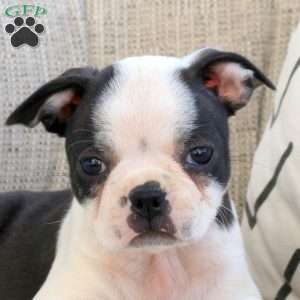 Mandy, Boston Terrier Puppy