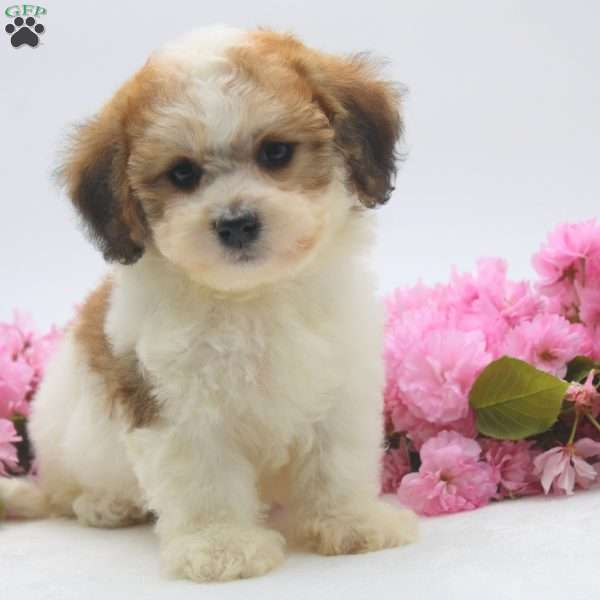 Marcille, Havachon Puppy