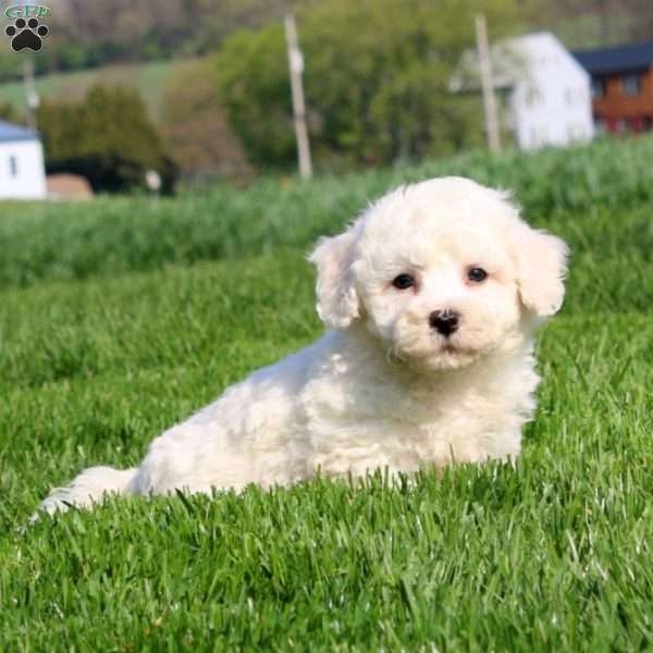 Marcus, Bichon Frise Puppy