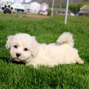 Marcus, Bichon Frise Puppy