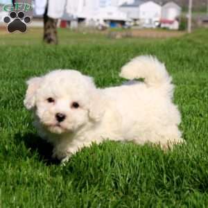 Marcus, Bichon Frise Puppy