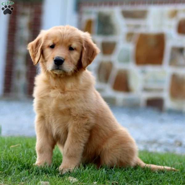 Marigold, Golden Retriever Puppy