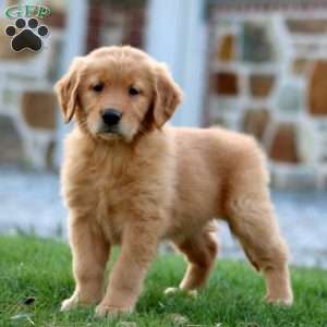 Marigold, Golden Retriever Puppy