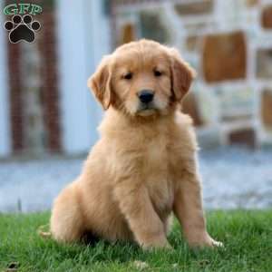 Marigold, Golden Retriever Puppy