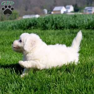 Marlee, Bichon Frise Puppy