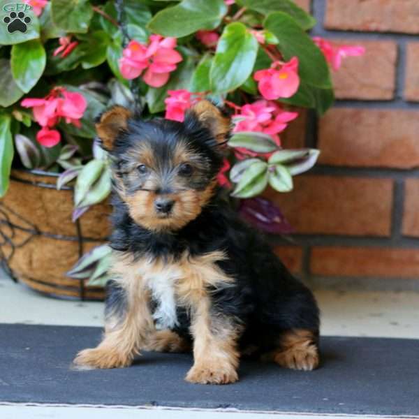Marlee, Yorkie Puppy