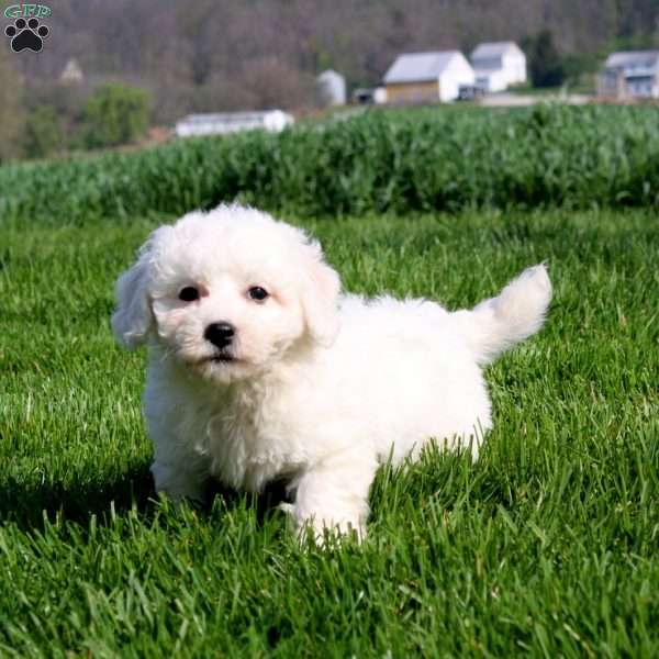 Marlee, Bichon Frise Puppy