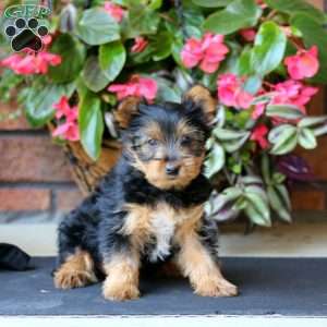 Marlee, Yorkie Puppy