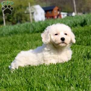 Marlee, Bichon Frise Puppy