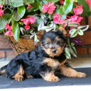 Marlee, Yorkie Puppy
