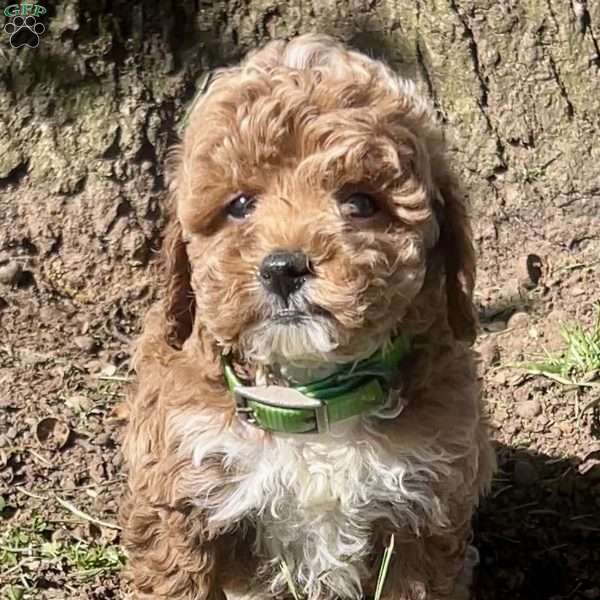 Marshall, Maltipoo Puppy