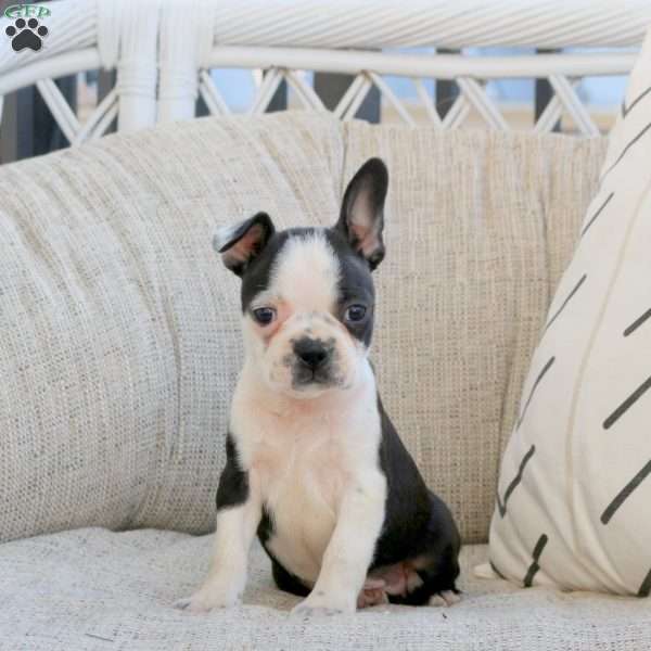 Marty, Boston Terrier Puppy
