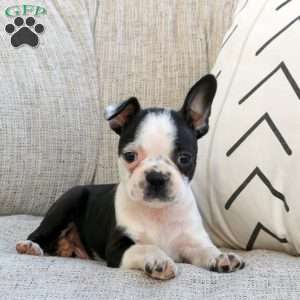 Marty, Boston Terrier Puppy