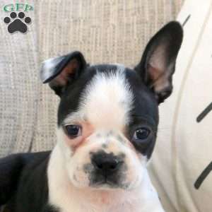 Marty, Boston Terrier Puppy