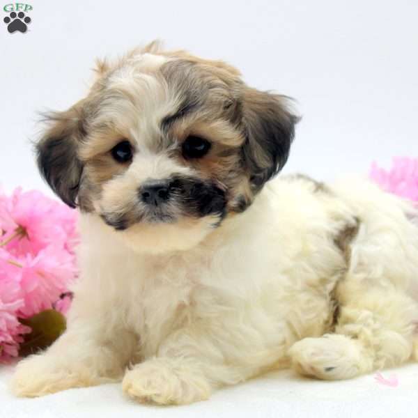 Mary Beth, Havachon Puppy