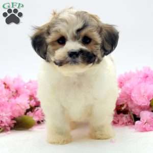 Mary Beth, Havachon Puppy