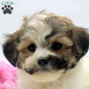 Mary Beth, Havachon Puppy