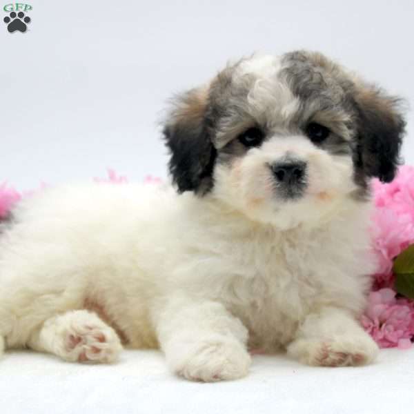 Matthew, Havachon Puppy