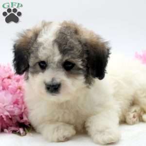 Matthew, Havachon Puppy