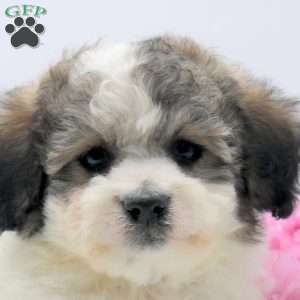 Matthew, Havachon Puppy