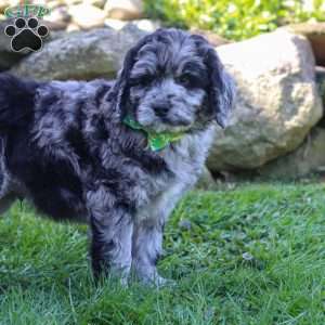 Maverick, Newfypoo Puppy