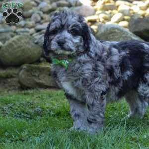 Maverick, Newfypoo Puppy