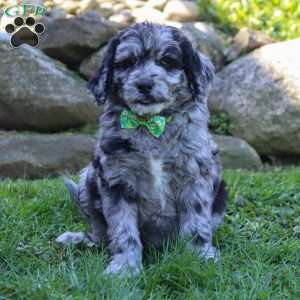 Maverick, Newfypoo Puppy