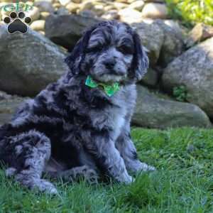 Maverick, Newfypoo Puppy