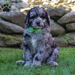 Maverick, Newfypoo Puppy