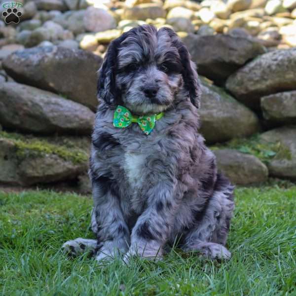 Maverick, Newfypoo Puppy