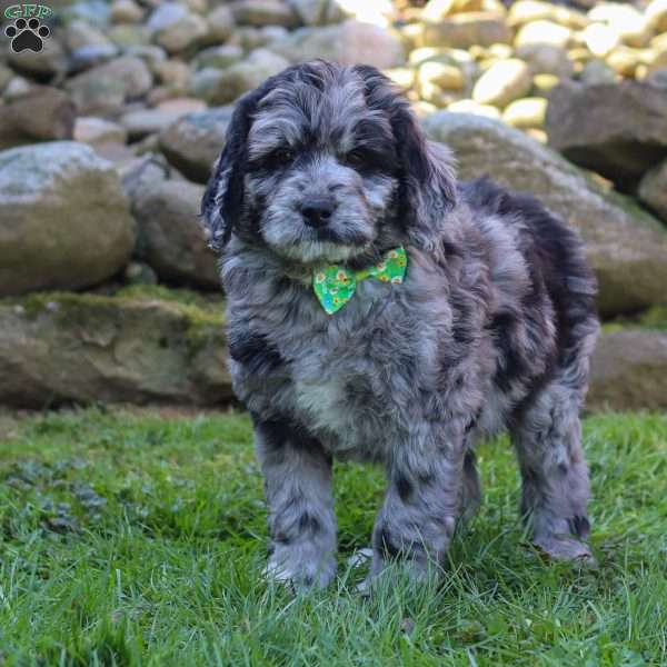 Maverick, Newfypoo Puppy