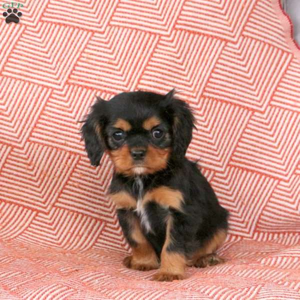 Maverick, Cavalier King Charles Spaniel Puppy