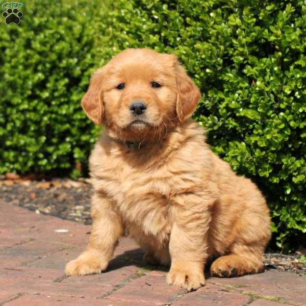 Maverick, Golden Retriever Puppy