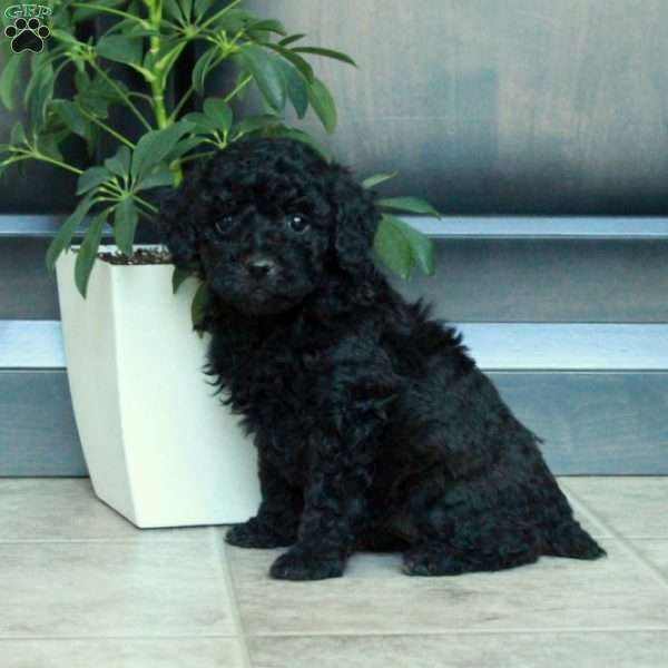 Mavis, Miniature Poodle Puppy