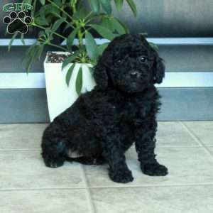 Mavis, Miniature Poodle Puppy