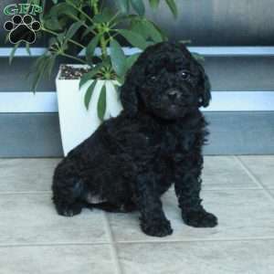 Mavis, Miniature Poodle Puppy